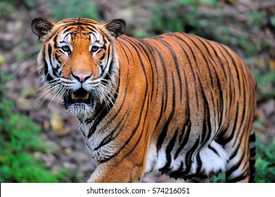 Detail Gambar Harimau Hd Nomer 34