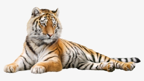 Detail Gambar Harimau Hd Nomer 36