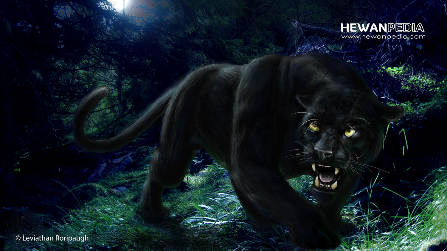 Detail Gambar Harimau Hitam Nomer 14