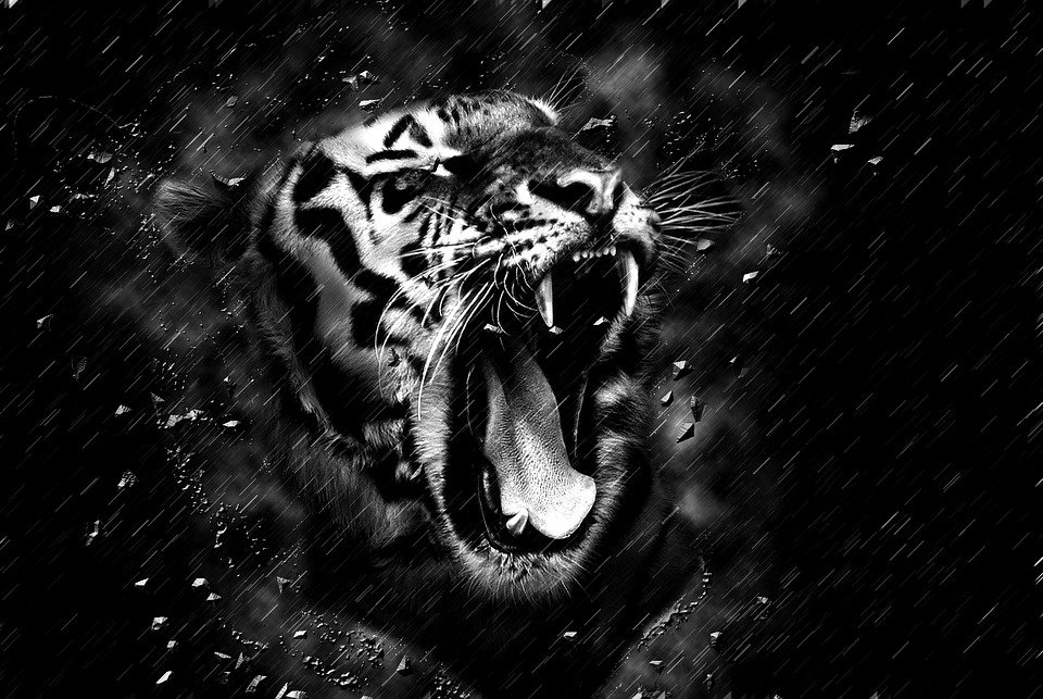 Detail Gambar Harimau Hitam Nomer 7