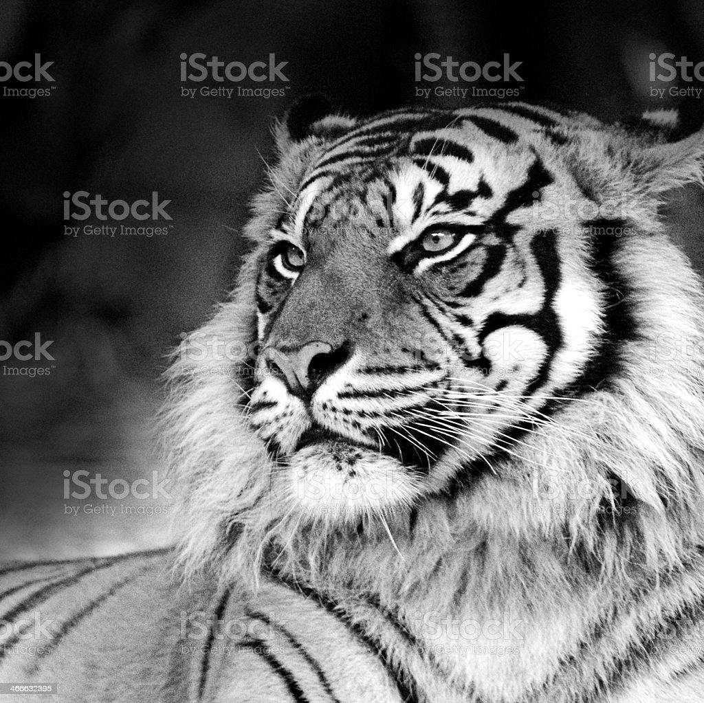 Detail Gambar Harimau Hitam Putih Nomer 35