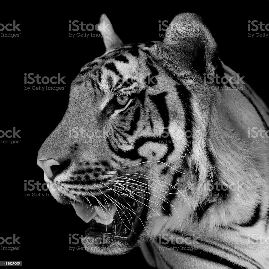 Detail Gambar Harimau Hitam Putih Nomer 50