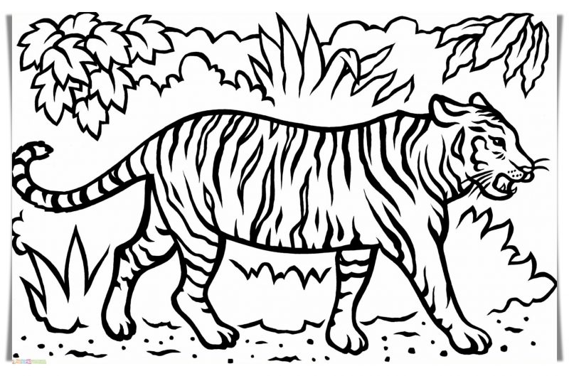 Detail Gambar Harimau Hitam Putih Keren Nomer 52