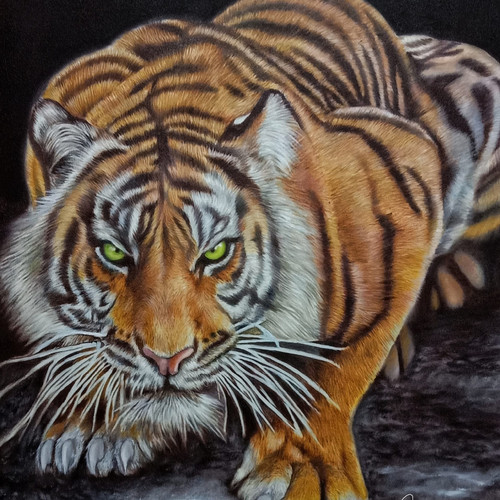 Detail Gambar Harimau Marah Nomer 42