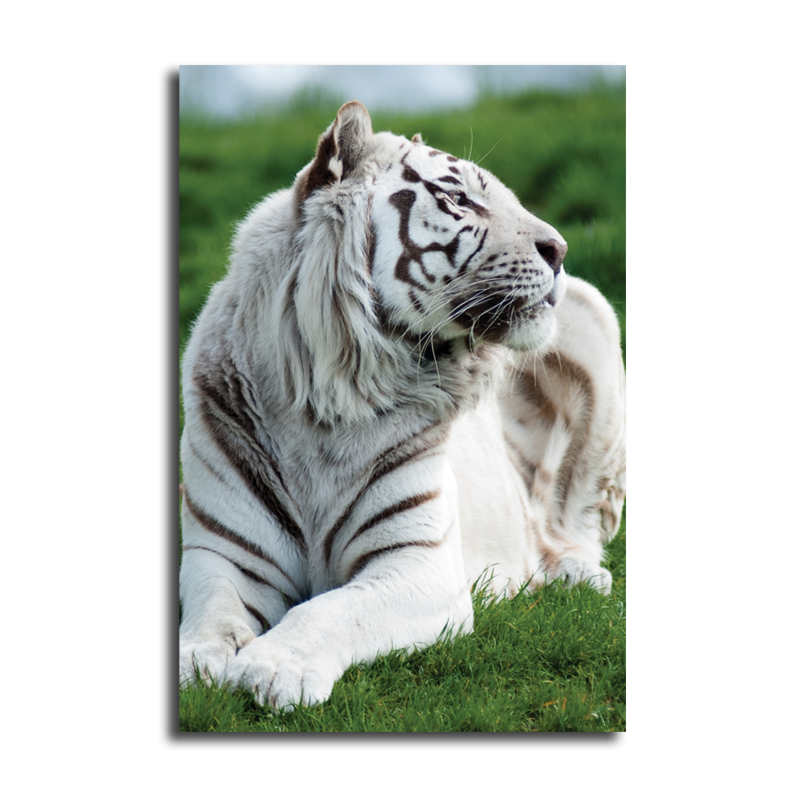 Detail Gambar Harimau Putih 3d Nomer 20
