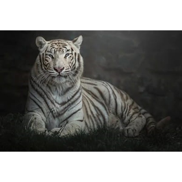Detail Gambar Harimau Putih 3d Nomer 4