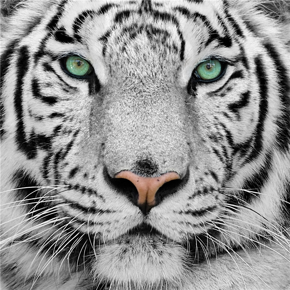 Detail Gambar Harimau Putih 3d Nomer 52