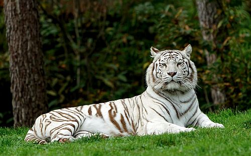 Detail Gambar Harimau Putih Hidup Nomer 18