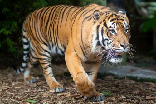 Detail Gambar Harimau Putih Hidup Nomer 38