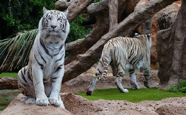 Detail Gambar Harimau Putih Hidup Nomer 44