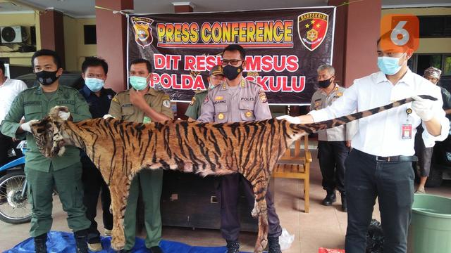 Detail Gambar Harimau Sumatera Nomer 12