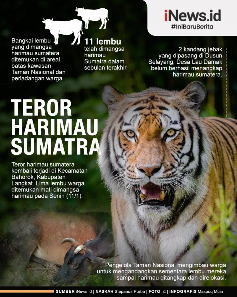 Detail Gambar Harimau Sumatera Nomer 30