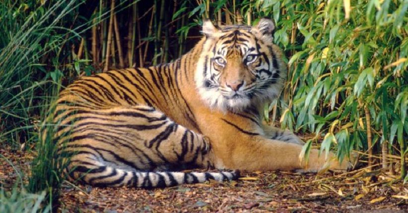 Detail Gambar Harimau Sumatera Nomer 31