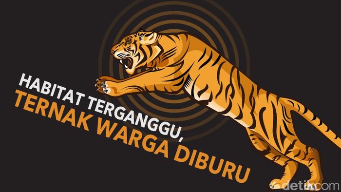 Detail Gambar Harimau Sumatera Nomer 39