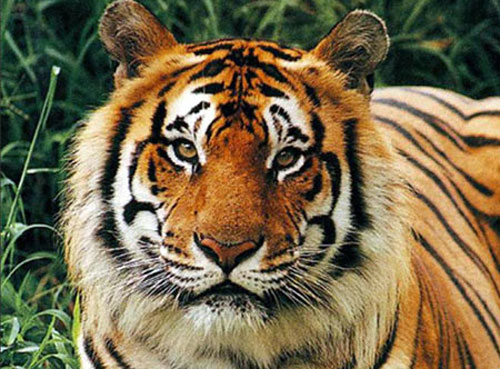 Detail Gambar Harimau Sumatera Nomer 49