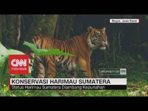 Detail Gambar Harimau Sumatera Nomer 55