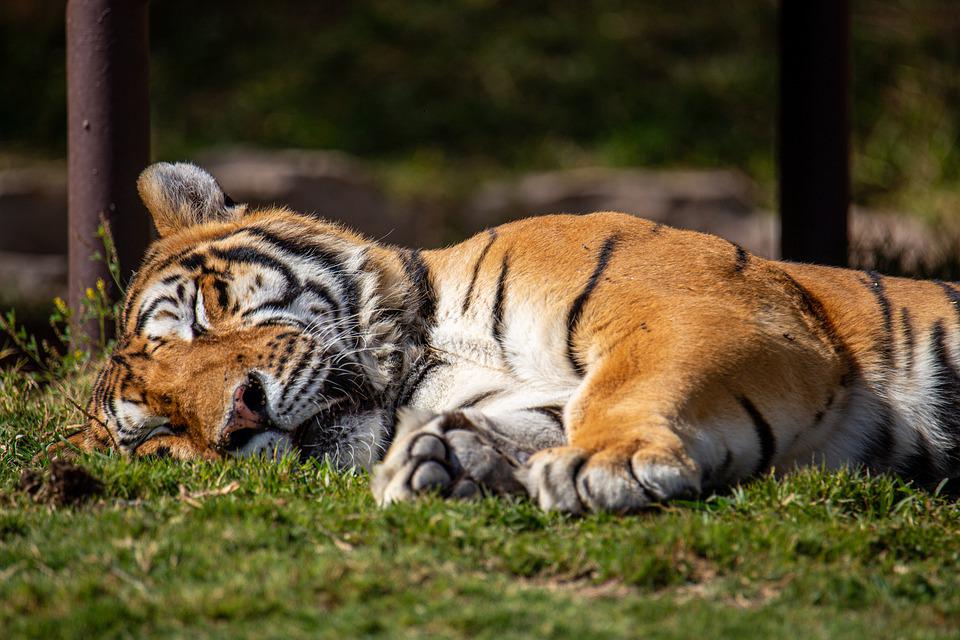 Detail Gambar Harimau Tidur Nomer 15