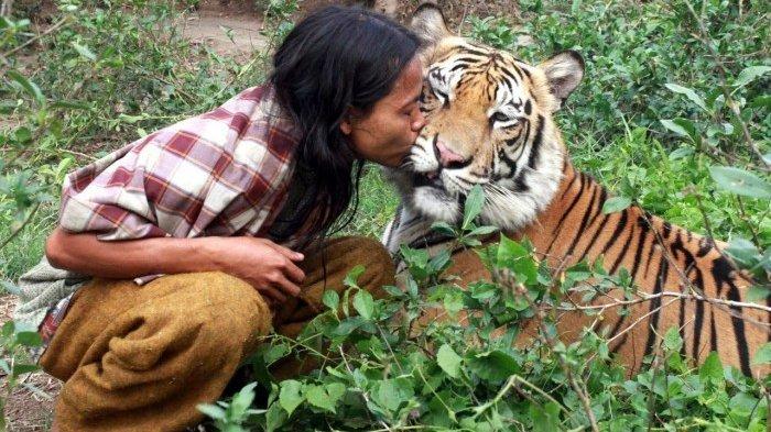 Detail Gambar Harimau Tidur Nomer 24