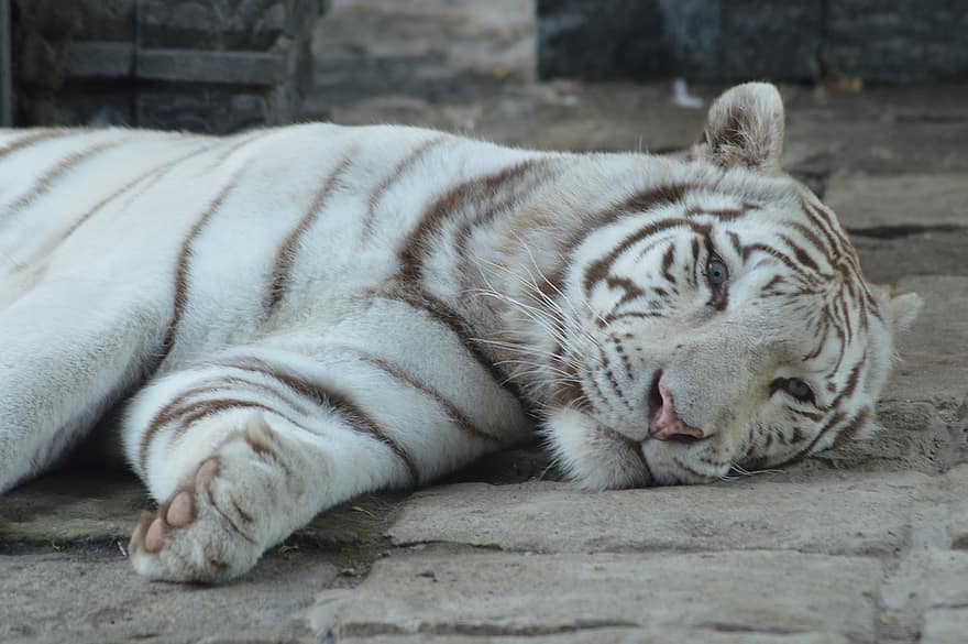 Detail Gambar Harimau Tidur Nomer 54