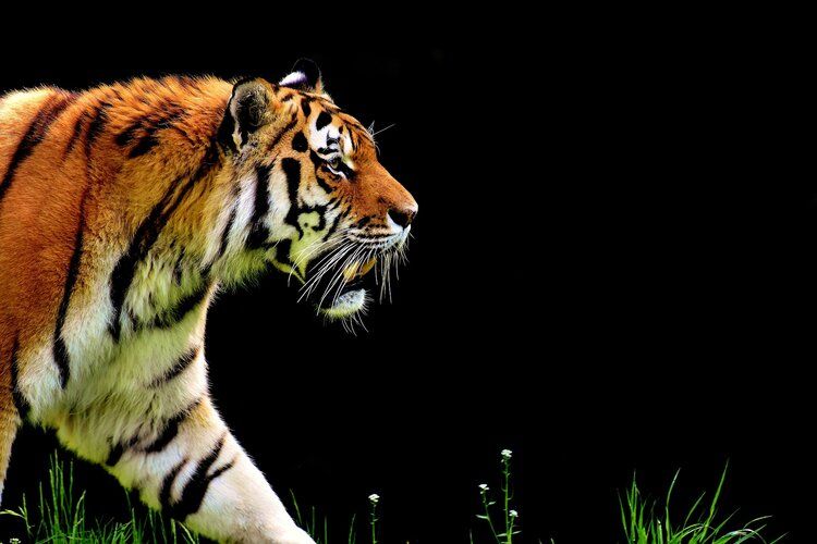 Detail Gambar Harimau Tidur Nomer 55