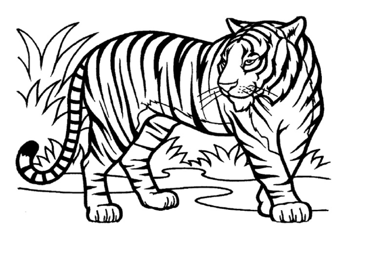 Detail Gambar Harimau Untuk Mewarnai Nomer 11