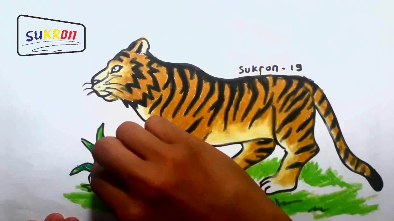 Detail Gambar Harimau Untuk Mewarnai Nomer 13