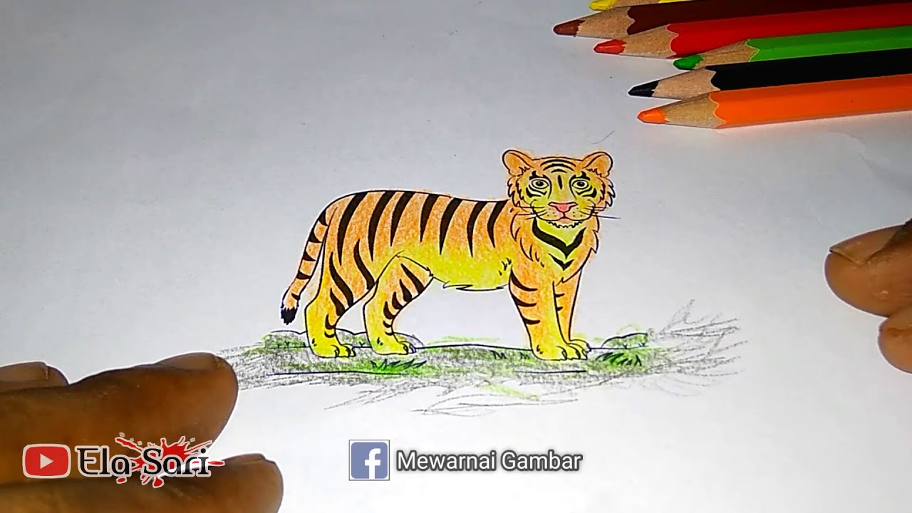 Detail Gambar Harimau Untuk Mewarnai Nomer 43