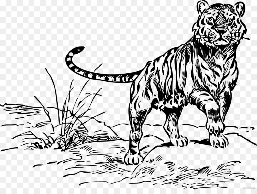 Detail Gambar Harimau Untuk Mewarnai Nomer 54