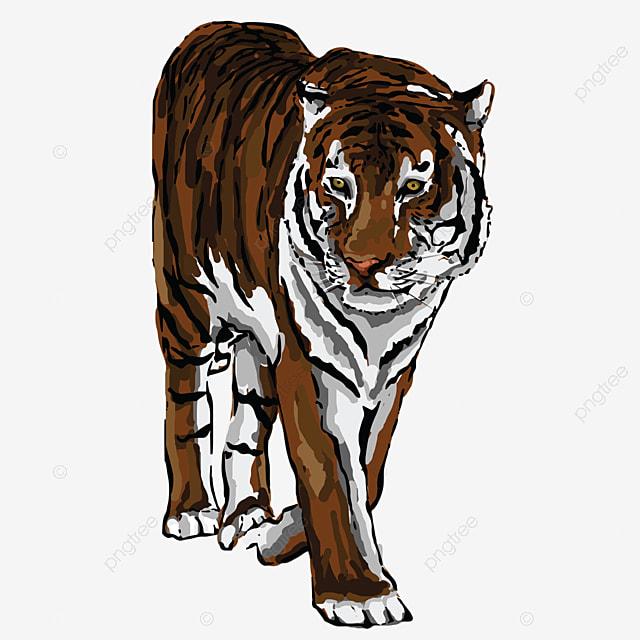 Detail Gambar Harimau Warna Cmyk Nomer 5