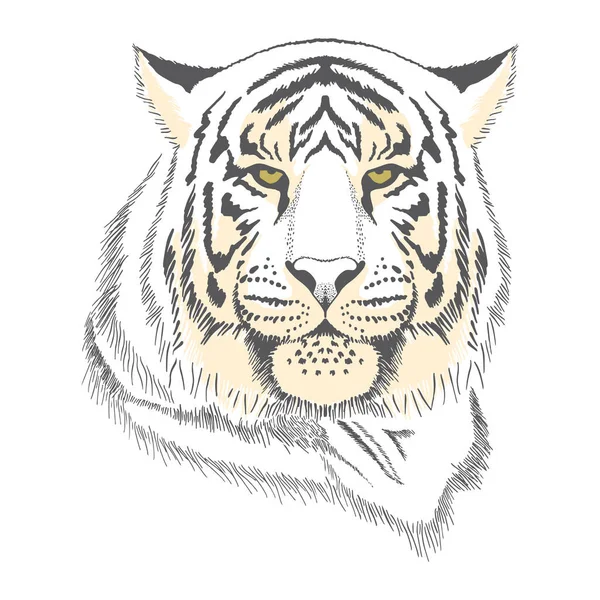 Detail Gambar Harimau Warna Cmyk Nomer 55