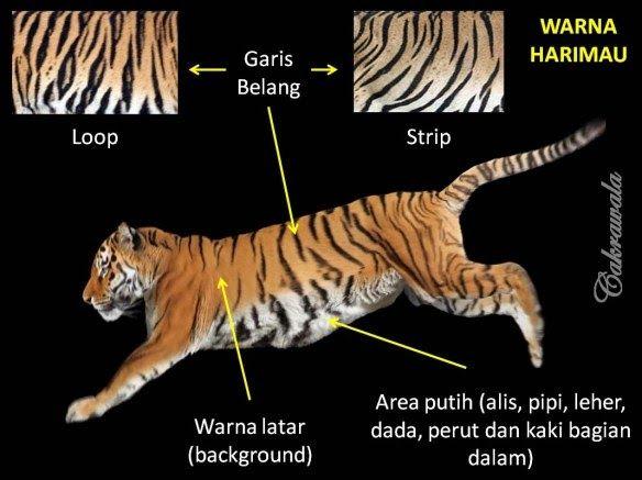 Detail Gambar Harimau Warna Cmyk Nomer 8