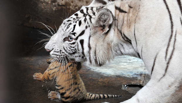 Detail Gambar Harimau Yang Masih Bayi Di Indonesia Nomer 11
