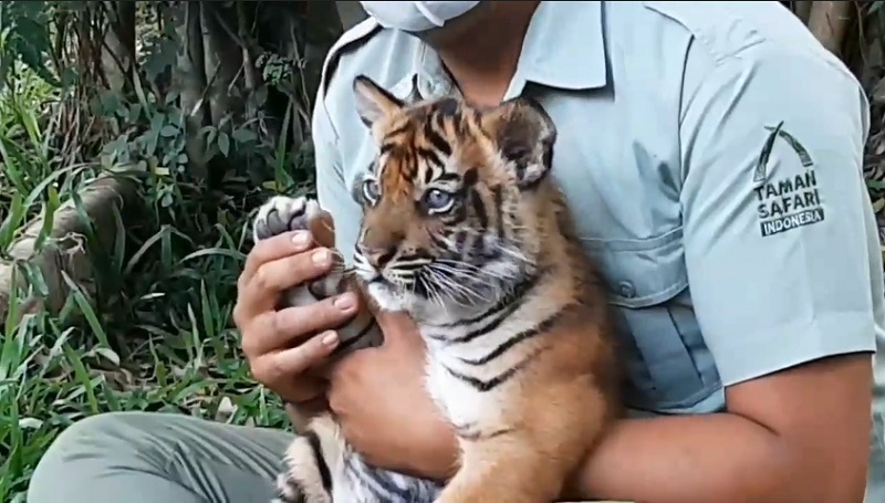 Detail Gambar Harimau Yang Masih Bayi Di Indonesia Nomer 22