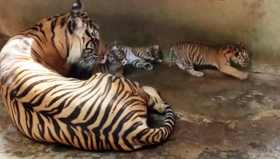 Detail Gambar Harimau Yang Masih Bayi Di Indonesia Nomer 32