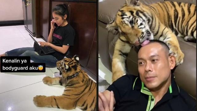 Detail Gambar Harimau Yang Masih Bayi Di Indonesia Nomer 35