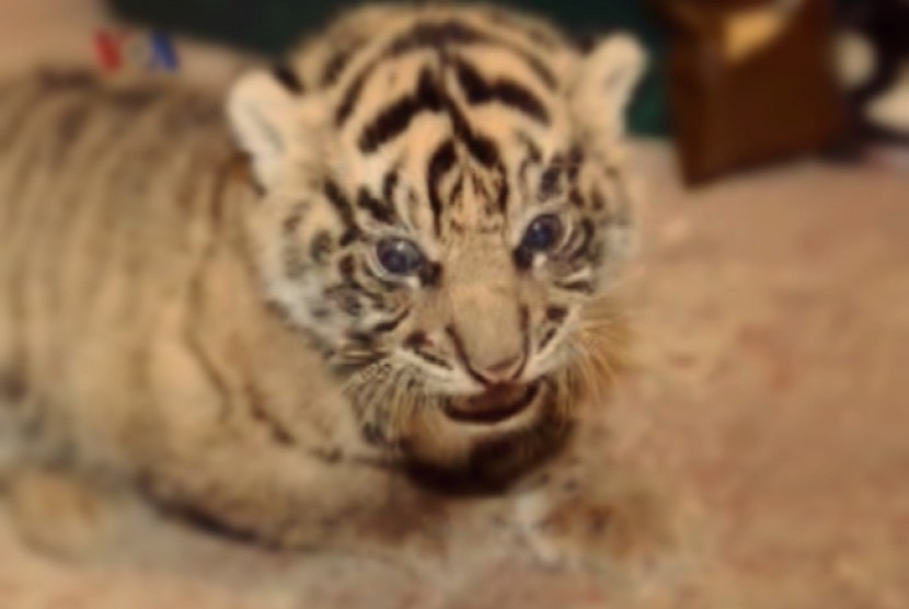 Detail Gambar Harimau Yang Masih Bayi Di Indonesia Nomer 5