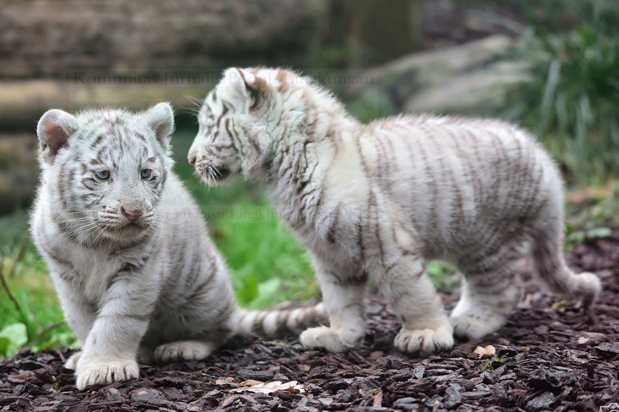 Detail Gambar Harimau Yang Masih Bayi Di Indonesia Nomer 39