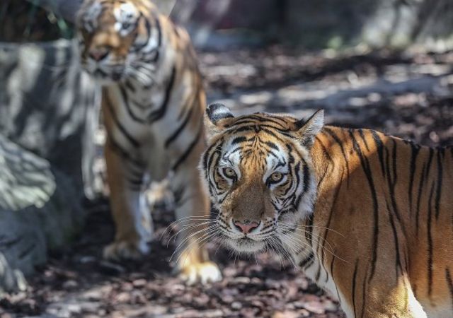 Detail Gambar Harimau Yang Masih Bayi Di Indonesia Nomer 43