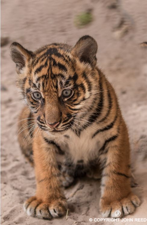 Detail Gambar Harimau Yang Masih Bayi Di Indonesia Nomer 44