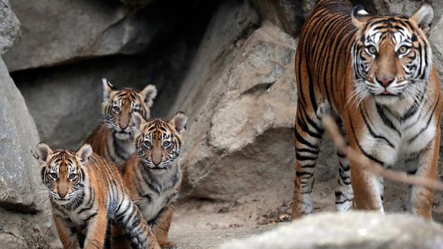 Detail Gambar Harimau Yang Masih Bayi Di Indonesia Nomer 50