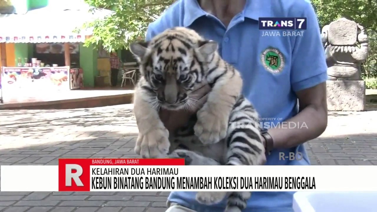Detail Gambar Harimau Yang Masih Bayi Di Indonesia Nomer 9