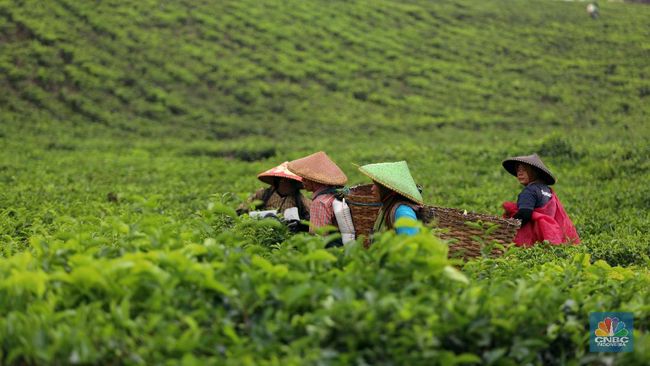 Detail Gambar Hasil Pertanian Dan Perkebunan Di Indonesia Nomer 9