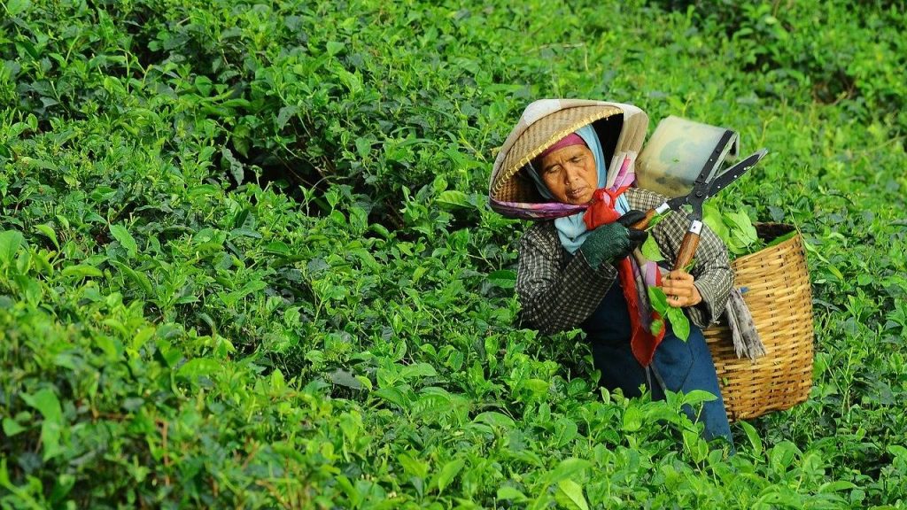 Detail Gambar Hasil Pertanian Dan Perkebunan Di Indonesia Nomer 13