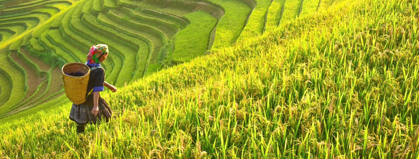 Detail Gambar Hasil Pertanian Dan Perkebunan Di Indonesia Nomer 39