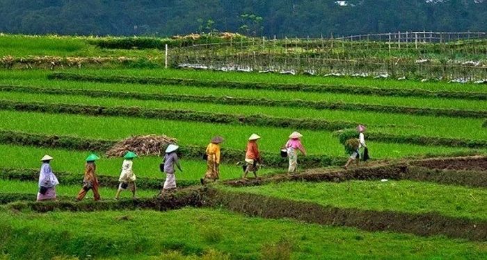 Detail Gambar Hasil Pertanian Dan Perkebunan Di Indonesia Nomer 47