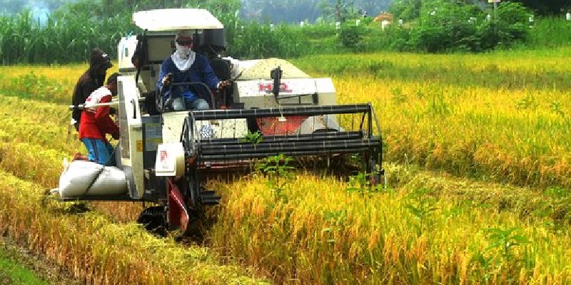 Detail Gambar Hasil Pertanian Di Indonesia Nomer 22