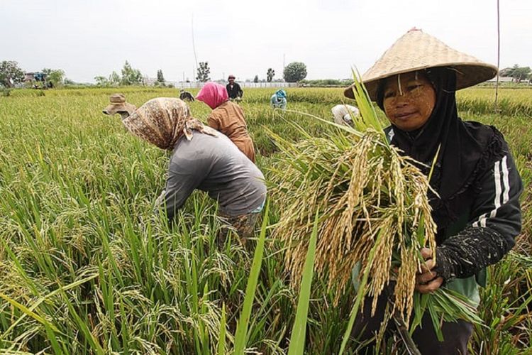 Detail Gambar Hasil Pertanian Di Indonesia Nomer 5