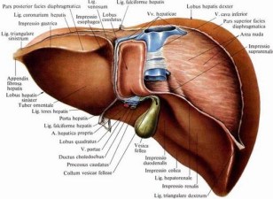 Detail Gambar Hati Dan Bagiannya Nomer 15