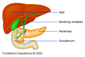 Detail Gambar Hati Dan Bagiannya Nomer 21