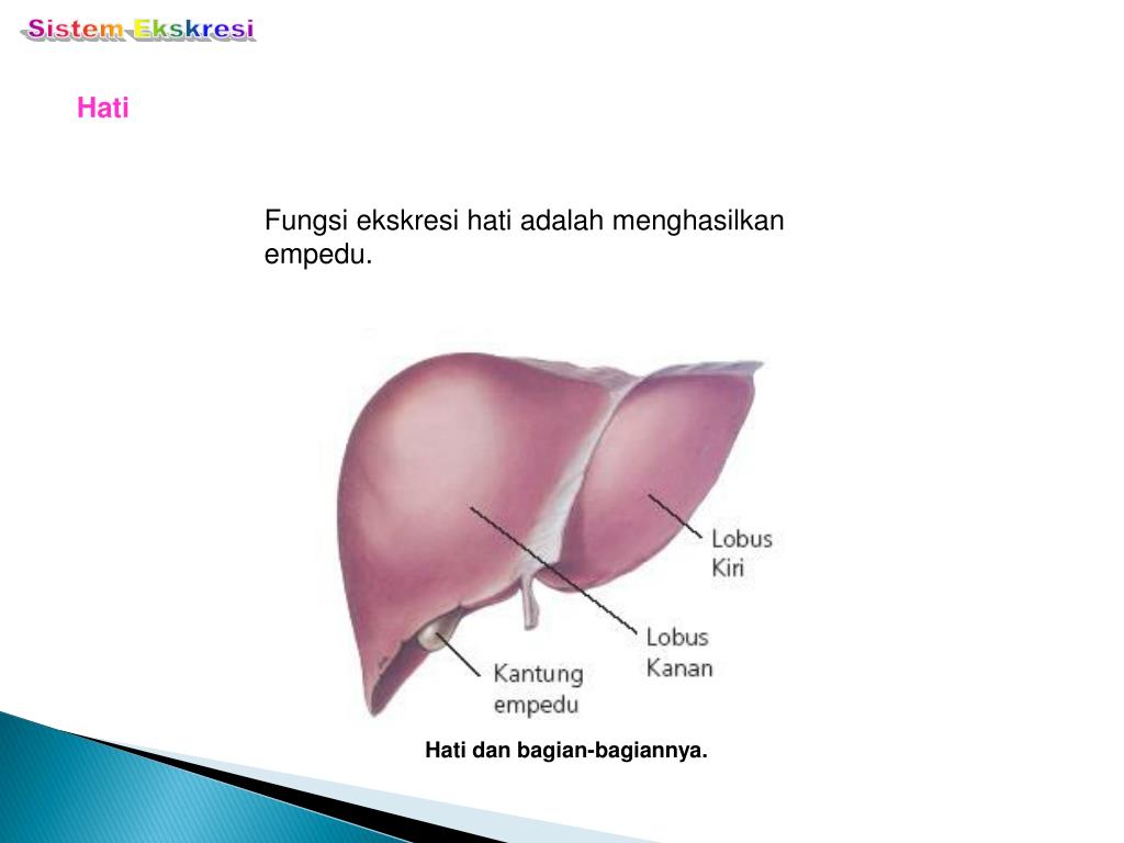 Detail Gambar Hati Dan Bagiannya Nomer 23